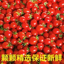 圣女果小番茄小西红柿新鲜生吃应季水果批发非千禧果圣女果