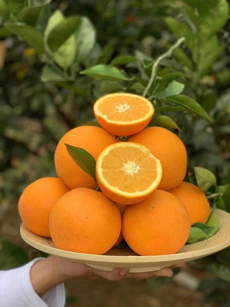 江西精品赣州脐橙大量上市，产地一手货源，规格多样欢迎来电