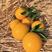 江西精品赣州脐橙大量上市，产地一手货源，规格多样欢迎来电