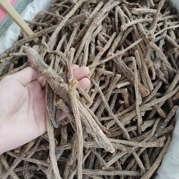 批发防风天然野生防风自然晾晒风干量大从优可对接全国客商
