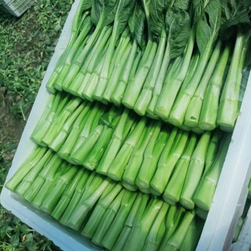 精品菜苔菜心货源充足大量上市货源充足量大从优欢迎咨询
