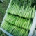 精品菜苔菜心货源充足大量上市货源充足量大从优欢迎咨询