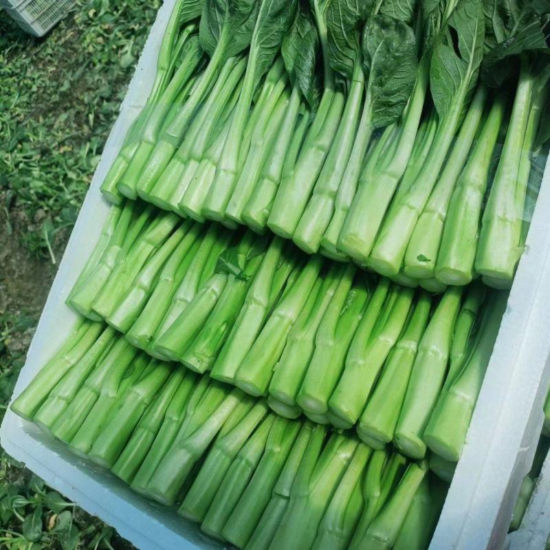 精品菜苔菜心货源充足大量上市货源充足量大从优欢迎咨询