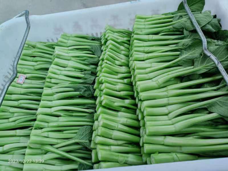 精品菜苔菜心货源充足大量上市货源充足量大从优欢迎咨询