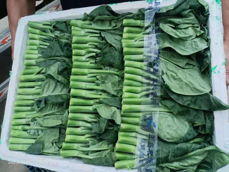 精品菜苔菜心货源充足大量上市货源充足量大从优欢迎咨询