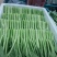 精品菜苔菜心货源充足大量上市货源充足量大从优欢迎咨询