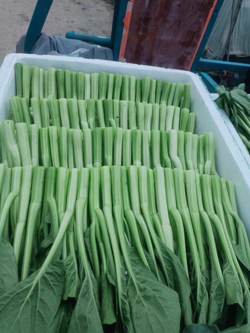 精品菜苔菜心货源充足大量上市货源充足量大从优欢迎咨询