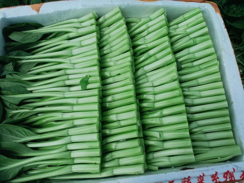 精品菜苔菜心货源充足大量上市货源充足量大从优欢迎咨询