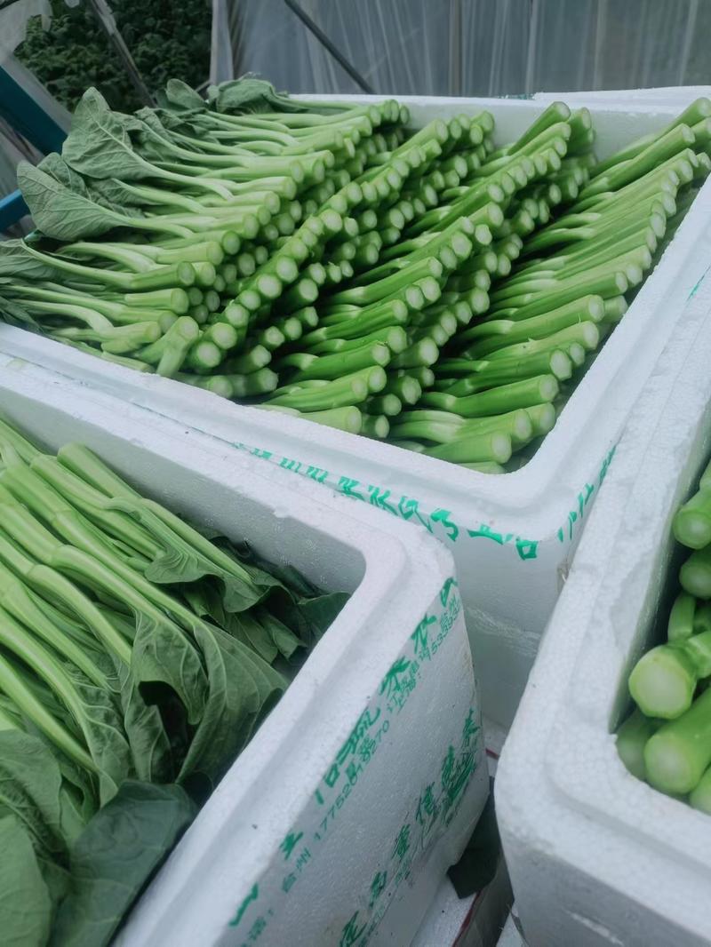 精品菜苔菜心货源充足大量上市货源充足量大从优欢迎咨询