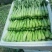 精品菜苔菜心货源充足大量上市货源充足量大从优欢迎咨询