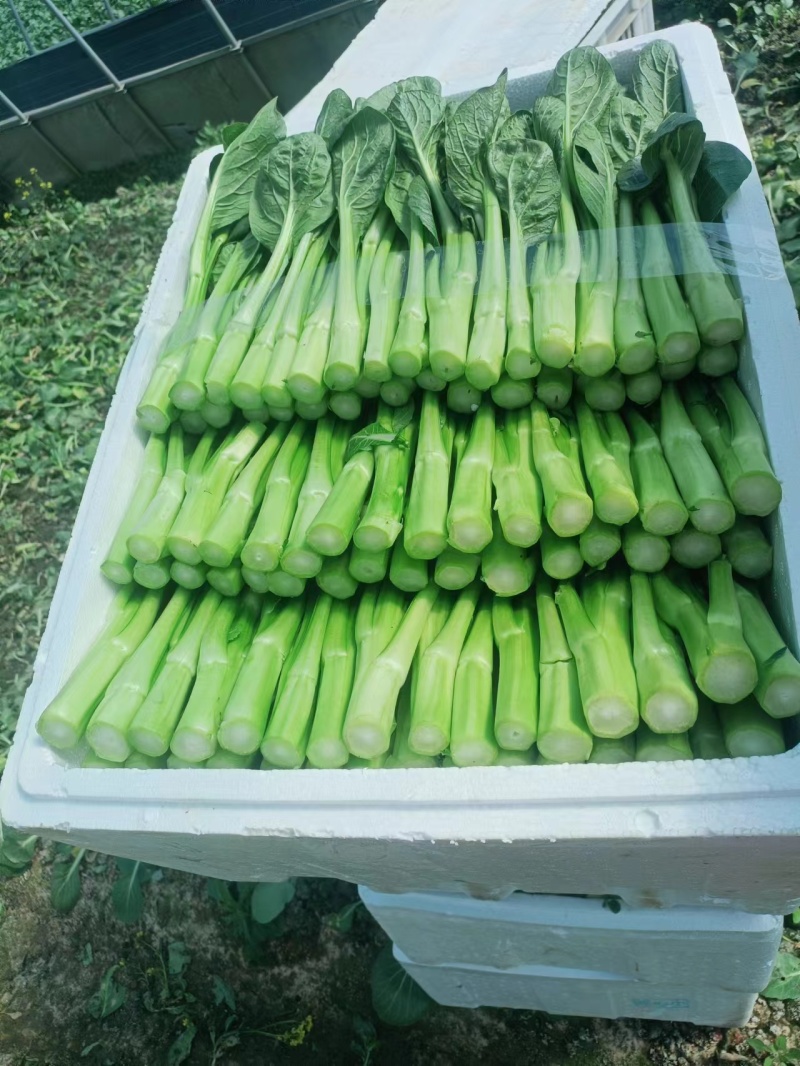 精品菜苔菜心货源充足大量上市货源充足量大从优欢迎咨询