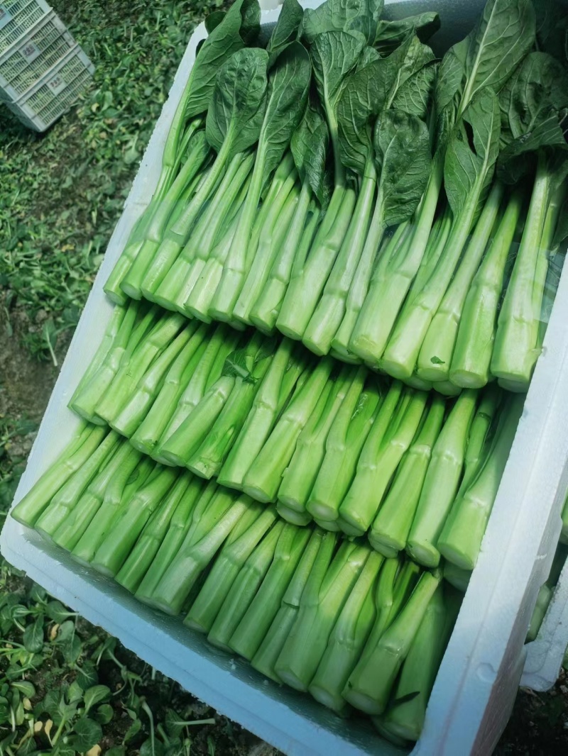 精品菜苔菜心货源充足大量上市货源充足量大从优欢迎咨询