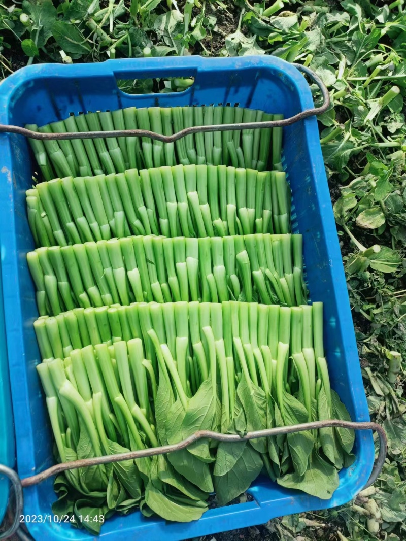 精品菜苔菜心货源充足大量上市货源充足量大从优欢迎咨询