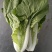 精品小白菜杭白菜货源充足量大从优质量保证欢迎咨询