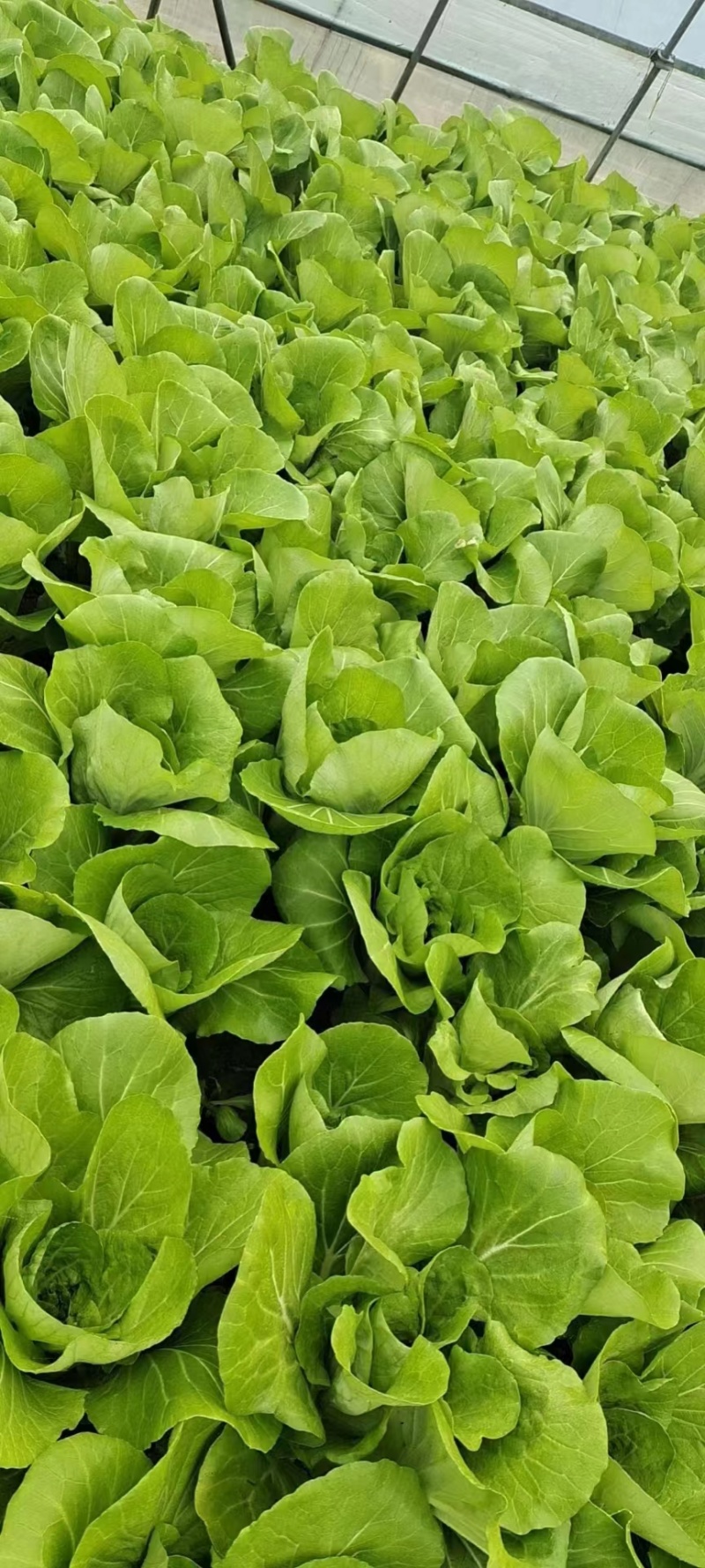 精品小白菜杭白菜货源充足量大从优质量保证欢迎咨询