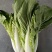 精品小白菜杭白菜货源充足量大从优质量保证欢迎咨询