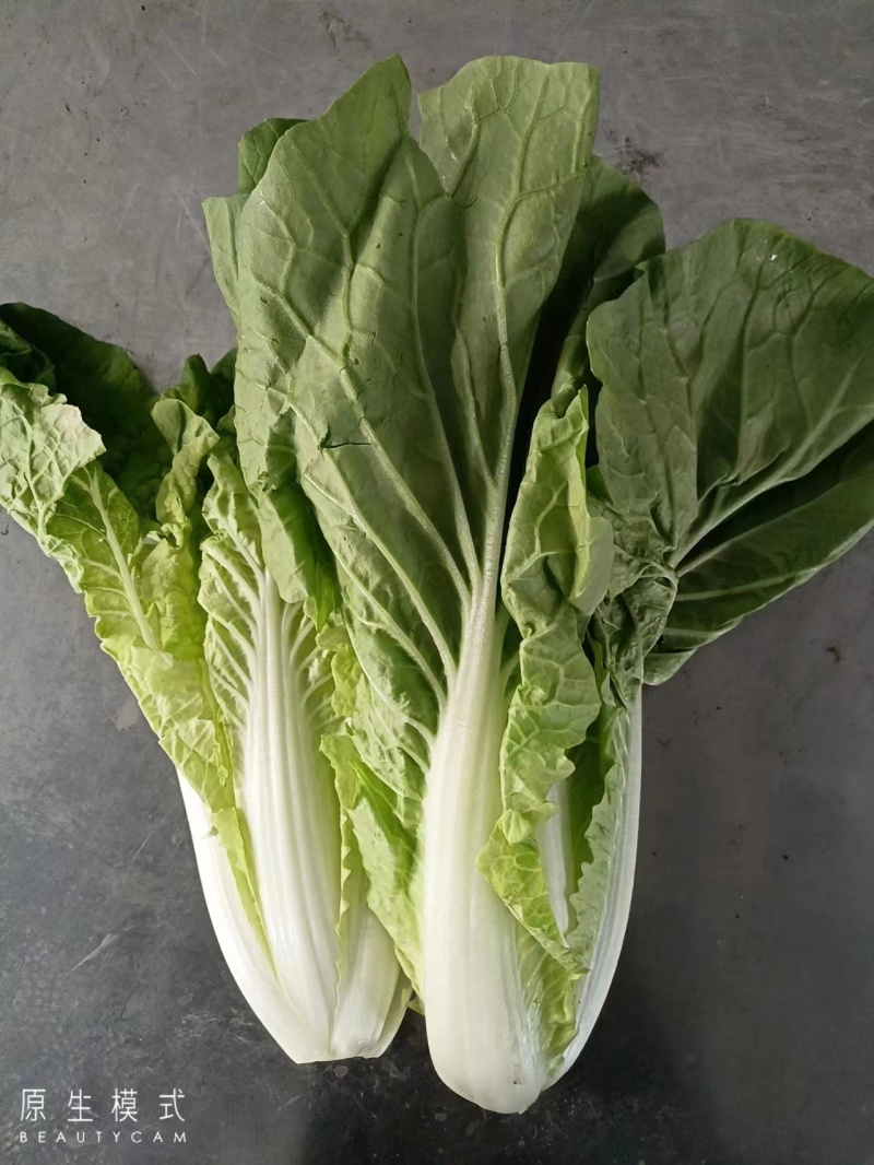 精品小白菜杭白菜货源充足量大从优质量保证欢迎咨询