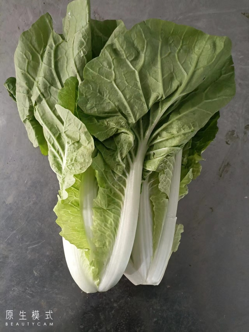 精品小白菜杭白菜货源充足量大从优质量保证欢迎咨询
