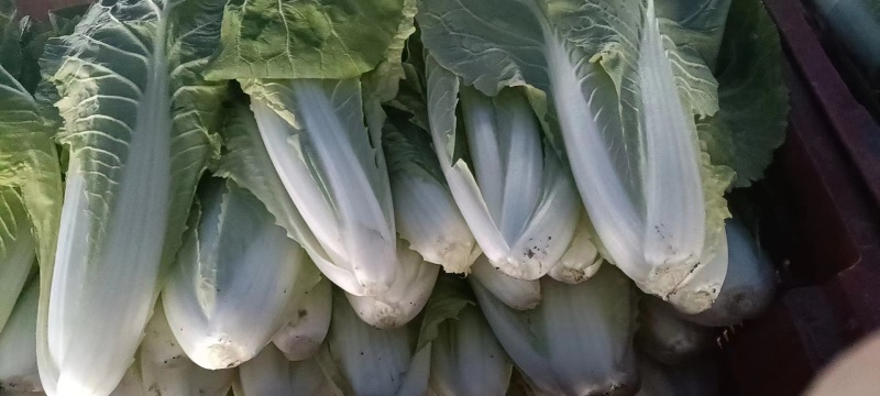 精品小白菜杭白菜货源充足量大从优质量保证欢迎咨询