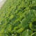 精品小白菜杭白菜货源充足量大从优质量保证欢迎咨询