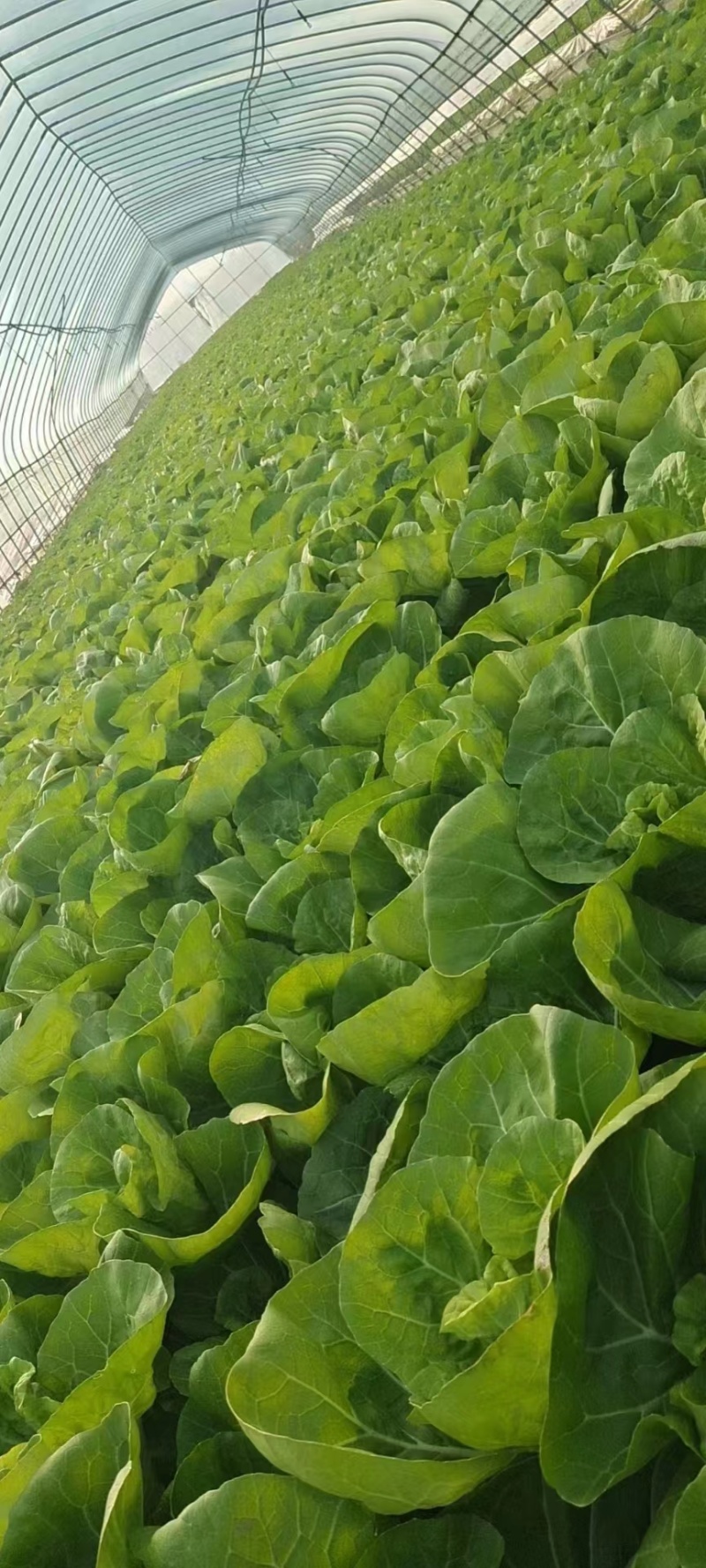 精品小白菜杭白菜货源充足量大从优质量保证欢迎咨询