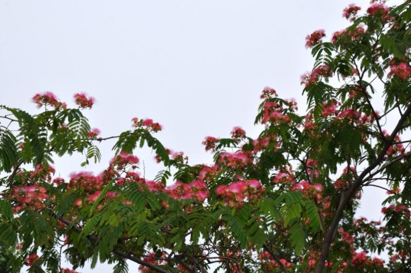 红花合欢种子又名绒花树种籽观赏红花四季易种阳台盆栽银合欢