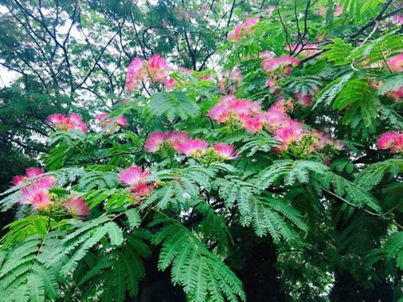 红花合欢种子又名绒花树种籽观赏红花四季易种阳台盆栽银合欢