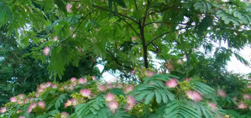 红花合欢种子又名绒花树种籽观赏红花四季易种阳台盆栽银合欢