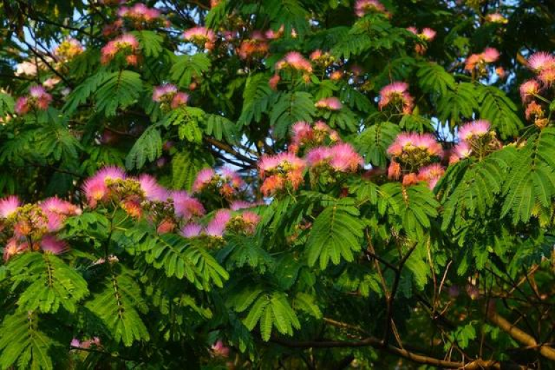 红花合欢种子又名绒花树种籽观赏红花四季易种阳台盆栽银合欢