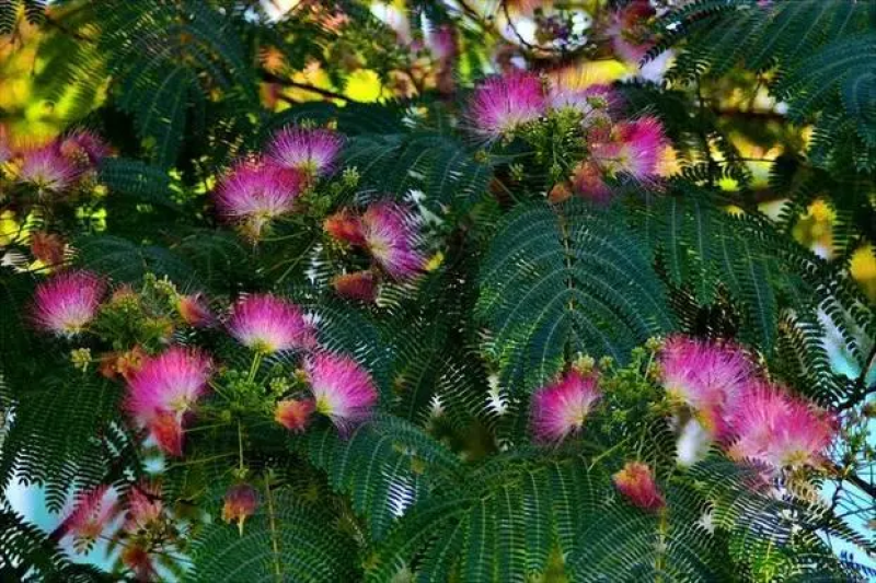 红花合欢种子又名绒花树种籽观赏红花四季易种阳台盆栽银合欢