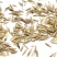 牧草种子老芒麦种子家畜喜食山地草原绿化耐寒耐旱多年生饲用