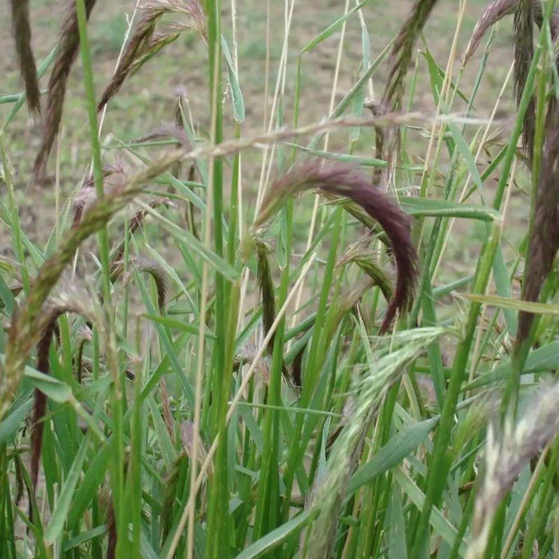 牧草种子老芒麦种子家畜喜食山地草原绿化耐寒耐旱多年生饲用