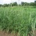 牧草种子老芒麦种子家畜喜食山地草原绿化耐寒耐旱多年生饲用
