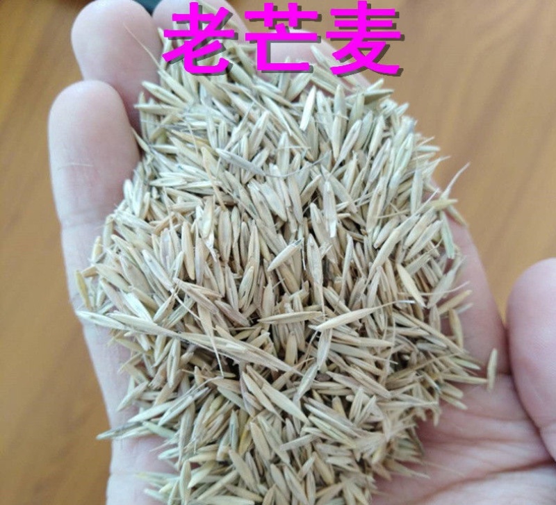 牧草种子老芒麦种子家畜喜食山地草原绿化耐寒耐旱多年生饲用