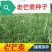 牧草种子老芒麦种子家畜喜食山地草原绿化耐寒耐旱多年生饲用