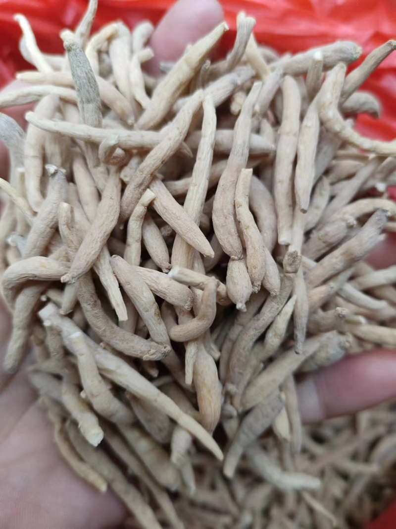 批发太子参