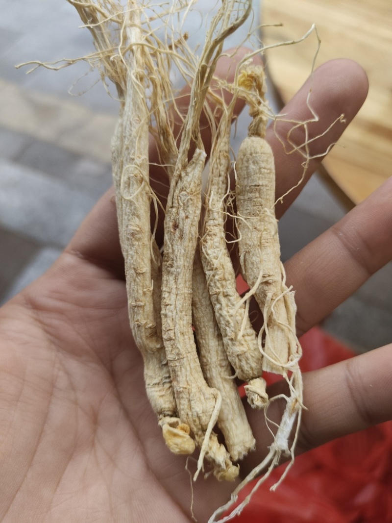 批发人参