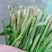 韭菜大量供应