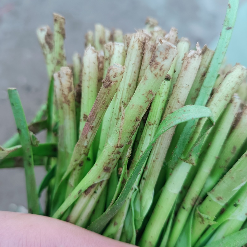 韭菜大量供应