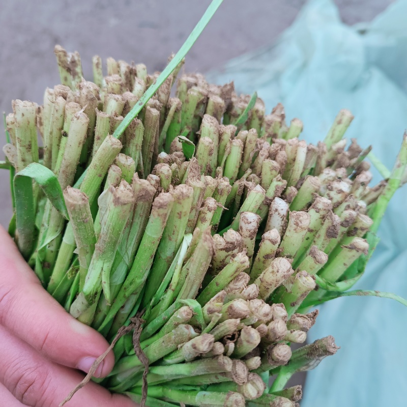 韭菜大量供应