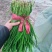 韭菜大量供应