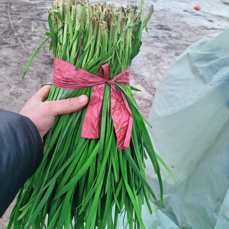 韭菜大量供应