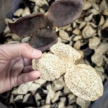 满天星十年陈皮新会陈皮干老陈皮，三瓣整片，优惠价