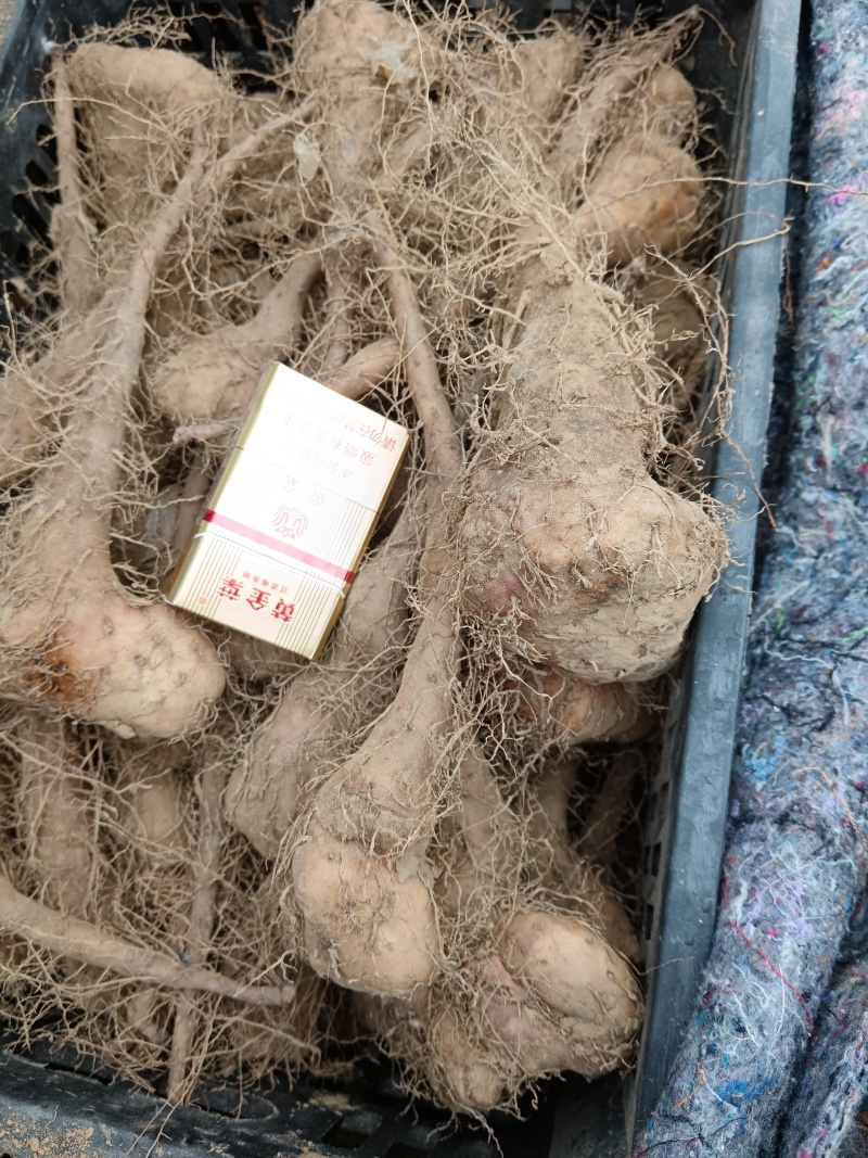 白玉种苗大量有货，欢迎老板来洽谈合作