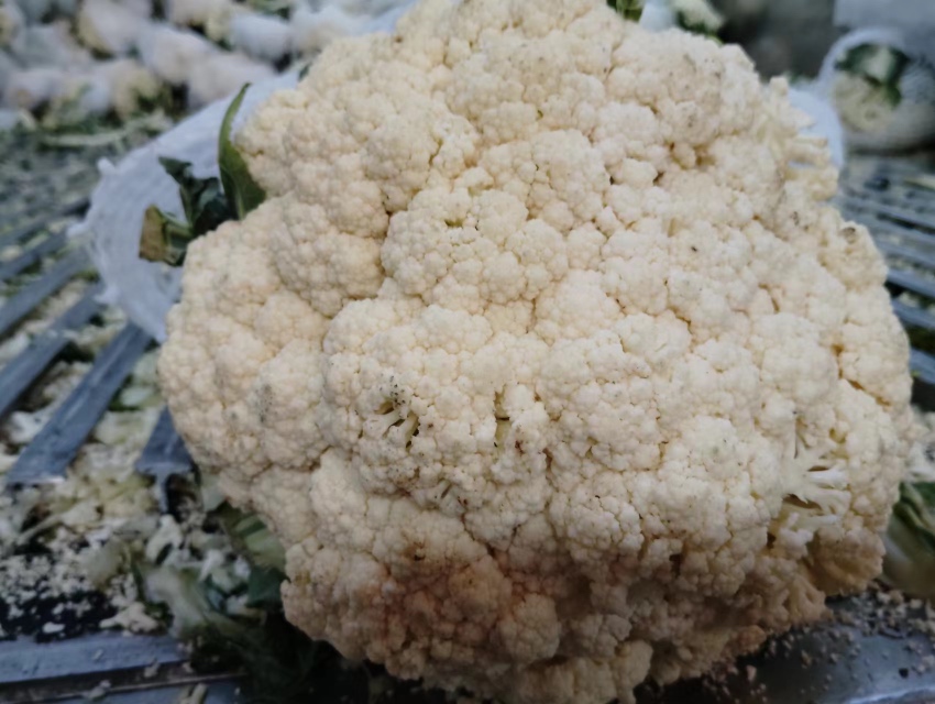 展示新鲜松花菜的特写图,花球松散、颜色洁白略带青绿,背景为田园环境 松花菜特写图片