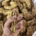 五指毛桃无硫小扎，纯无硫椰奶香，色泽好，量大价优视频看货