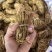 五指毛桃无硫小扎，纯无硫椰奶香，色泽好，量大价优视频看货