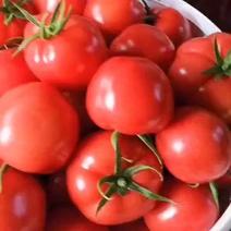 逄王一品水果西红柿，普罗旺斯水果西红柿，草莓水果西红柿