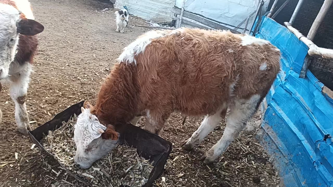 西门塔尔牛幼崽与母牛在一起