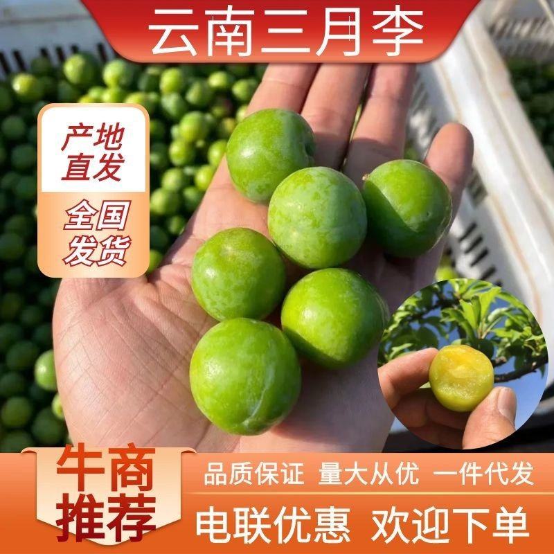 【一件代发】云南三月李1-3-5斤现摘现发品质保证
